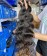 Russian Virgin Hair Weave Bundles Body Wave 3 Pieces 