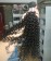 Kinky Curly Eurasian Virgin Hair For Sale 8-30 Inches 3Pics