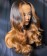 Body Wave 13X4 Lace Front Wigs #1B/4/27 Ombre Color 